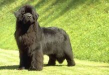 Información sobre Los perros terranova