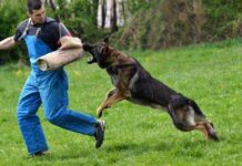 Cómo se entrena a un perro guardián