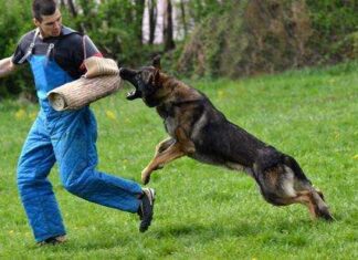 Cómo se entrena a un perro guardián