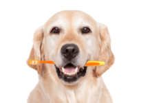 Problemas Dentales en los Perros Adultos dientes de perros