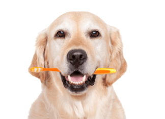 Problemas Dentales en los Perros Adultos dientes de perros