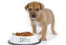 Nuevas tendencias de Alimentación para Perros comida perros