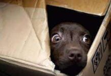 Perros con miedo – cómo ayudarlos ll