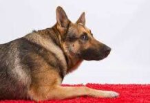 Ataques epilépticos en los pastores alemanes