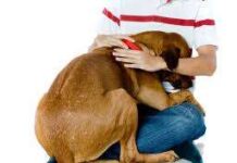 Perros con miedo – cómo ayudarlos