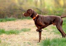 Tu aliado para la caza perro de caza