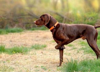 Tu aliado para la caza perro de caza