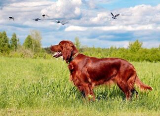 El Perro, el mejor aliado para ir de Caza perro de caza