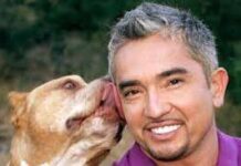 El encantador de perros y sus lecciones de vida