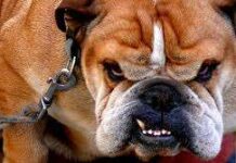 Caracter de un perro perros, carácter de los perros