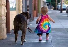 Enseñando al Perro a Caminar con Correa en 5 pasos pasear con correa