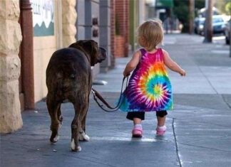 Enseñando al Perro a Caminar con Correa en 5 pasos pasear con correa
