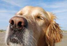 Cómo actuar ante una picadura de abeja en un perro