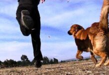 5 Consejos sobre Cómo Mantener Activo a tu Perro ejercicios para perros