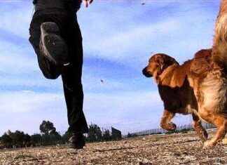 5 Consejos sobre Cómo Mantener Activo a tu Perro ejercicios para perros