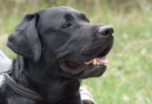 Paseos para diferentes razas de perros 4