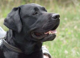 Paseos para diferentes razas de perros 4