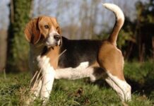 Paseos para las diferentes razas de perros