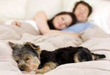 Dormir con la mascota