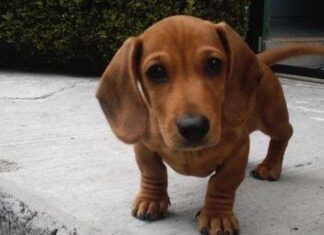 Paseos para diferentes razas de perros 3