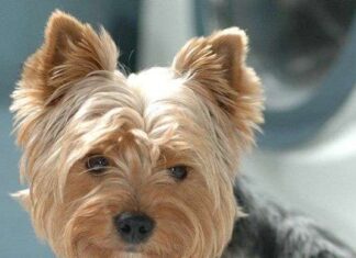Paseos para las diferentes razas de perros 2