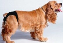Esterilización y castración de perros