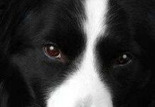 Prohibido comprar perros y gatos perro