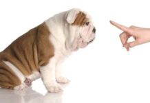 Una Guía para la Educación Higiénica de tu Perro educar a tu perro