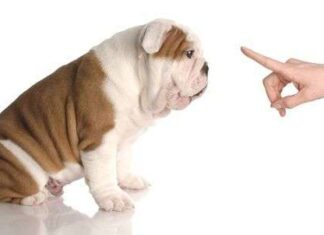Una Guía para la Educación Higiénica de tu Perro educar a tu perro