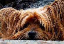 Recomendaciones sobre las vacunas para perros