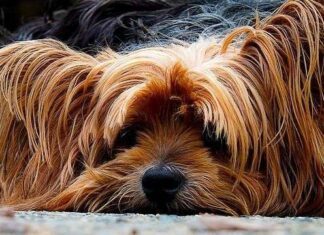 Recomendaciones sobre las vacunas para perros
