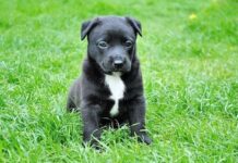 El moquillo en los perros