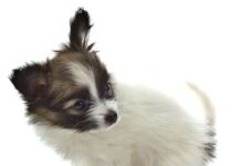 Cuidados básicos que todo perro necesita