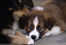 Adaptar la casa a un perro