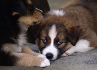 Adaptar la casa a un perro