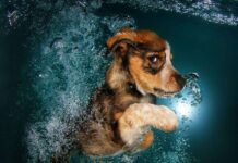 Fotos de perros bajo el agua- Seth Castell