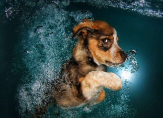 Fotos de perros bajo el agua- Seth Castell