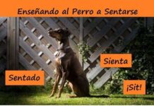 Enseñar a tu Perro a Sentarse ¡Muy Eficaz! enseñar al perro a sentarse