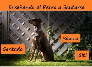 Enseñar a tu Perro a Sentarse ¡Muy Eficaz! enseñar al perro a sentarse