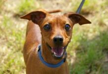 Cómo conseguir la atención de tu perro