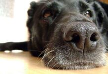 Primeros auxilios para perros