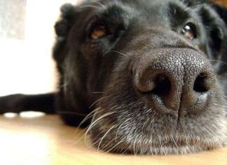 Primeros auxilios para perros