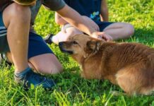 Como saber si tu perra está embarazada