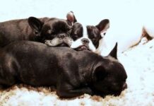 Cómo cuidar de un bulldog francés
