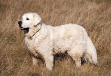 Cómo es el celo de las perras