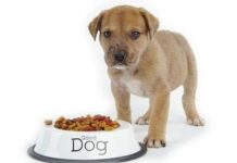 Un Pienso de Calidad para Tener un Perro Feliz Alimentacion del Perro
