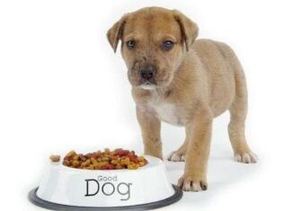 Un Pienso de Calidad para Tener un Perro Feliz Alimentacion del Perro