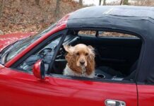 Cómo quitar el olor a perro del coche