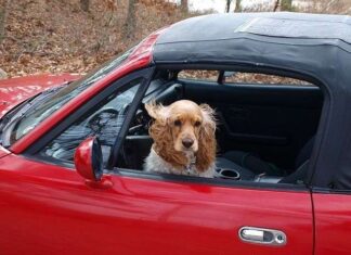 Cómo quitar el olor a perro del coche
