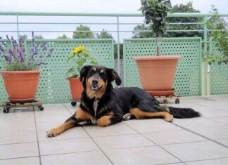 Guía definitiva: Cómo adecuar el balcón de tu hogar para el bienestar y disfrute de tu perro Guía definitiva: Cómo adecuar el balcón de tu hogar para el bienestar y disfrute de tu perro
